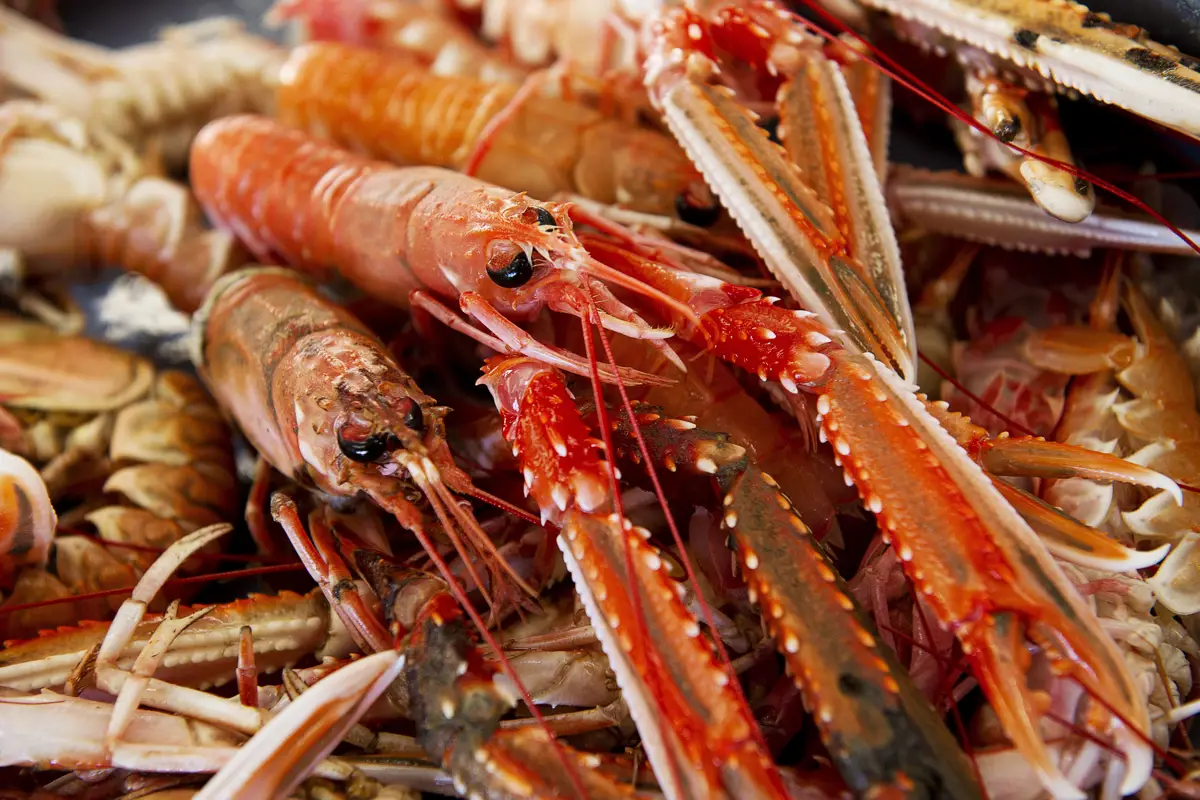 Bright red langoustine