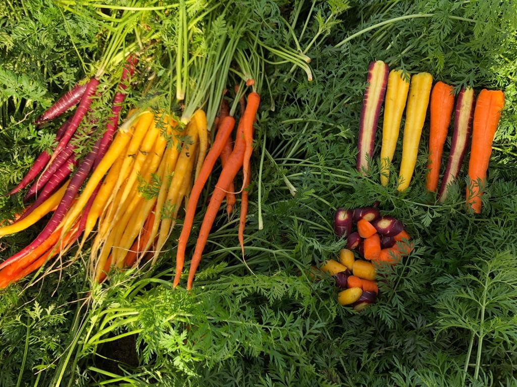 Nessgro carrots.jpg